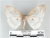 圓翅大鉤蛾藏品圖，第2張