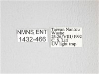 圓翅大鉤蛾藏品圖，第3張