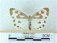 粉蝶燈蛾藏品圖，第1張