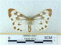 粉蝶燈蛾藏品圖，第2張