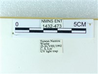 粉蝶燈蛾藏品圖，第3張