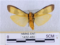 閃光苔蛾藏品圖，第2張