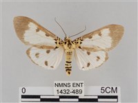 長斑擬燈蛾藏品圖，第1張