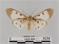 長斑擬燈蛾藏品圖，第2張