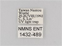 長斑擬燈蛾藏品圖，第3張