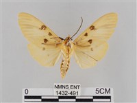 橙擬燈蛾藏品圖，第2張