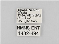 長斑擬燈蛾藏品圖，第3張