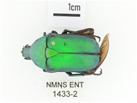 金艷騷金龜藏品圖，第1張