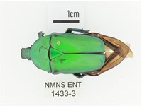 金艷騷金龜藏品圖，第1張