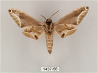 白點天蛾 藏品圖，第2張