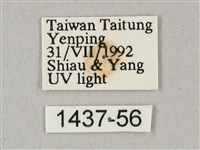 白點天蛾 藏品圖，第3張