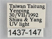 枯葉尺蛾藏品圖，第3張