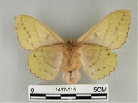 青枯葉蛾藏品圖，第2張