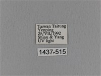 青枯葉蛾藏品圖，第3張