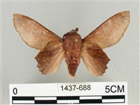 臺灣枯葉蛾藏品圖，第1張