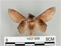 臺灣枯葉蛾藏品圖，第2張