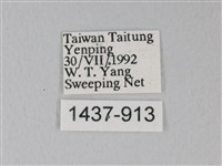 流星絹粉蝶藏品圖，第3張