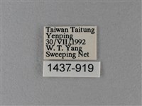 大絹斑蝶藏品圖，第3張