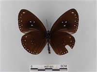 雙標紫斑蝶藏品圖，第2張
