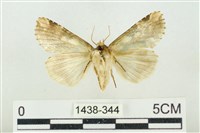 連珠波紋蛾藏品圖，第2張