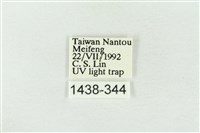 連珠波紋蛾藏品圖，第3張