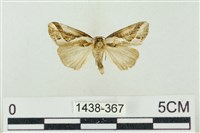 素木氏美波紋蛾藏品圖，第1張