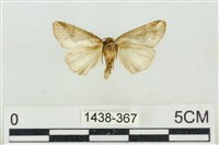 素木氏美波紋蛾藏品圖，第2張