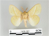 青枯葉蛾藏品圖，第1張