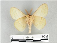 青枯葉蛾藏品圖，第2張