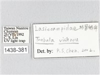 青枯葉蛾藏品圖，第3張