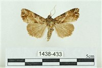 粉紅帶散紋夜蛾藏品圖，第1張