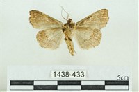 粉紅帶散紋夜蛾藏品圖，第2張