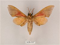 榆綠天蛾藏品圖，第2張