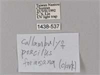 榆綠天蛾藏品圖，第3張