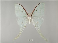 長尾水青蛾藏品圖，第1張