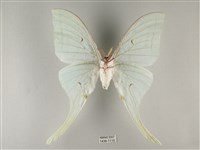 長尾水青蛾藏品圖，第2張