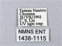 長尾水青蛾藏品圖，第3張