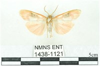 臺雪苔蛾藏品圖，第2張