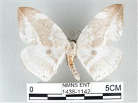 圓翅大鉤蛾藏品圖，第1張