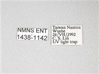 圓翅大鉤蛾藏品圖，第3張