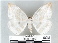 圓翅大鉤蛾藏品圖，第1張