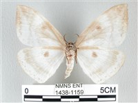 圓翅大鉤蛾藏品圖，第2張