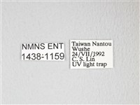 圓翅大鉤蛾藏品圖，第3張