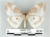 圓翅大鉤蛾藏品圖，第2張