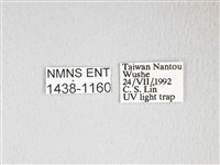 圓翅大鉤蛾藏品圖，第3張