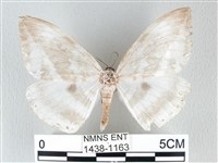 圓翅大鉤蛾藏品圖，第1張