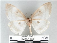 圓翅大鉤蛾藏品圖，第2張