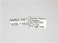 圓翅大鉤蛾藏品圖，第3張