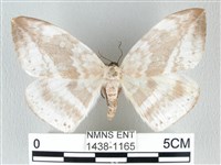 圓翅大鉤蛾藏品圖，第1張