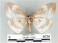 圓翅大鉤蛾藏品圖，第2張